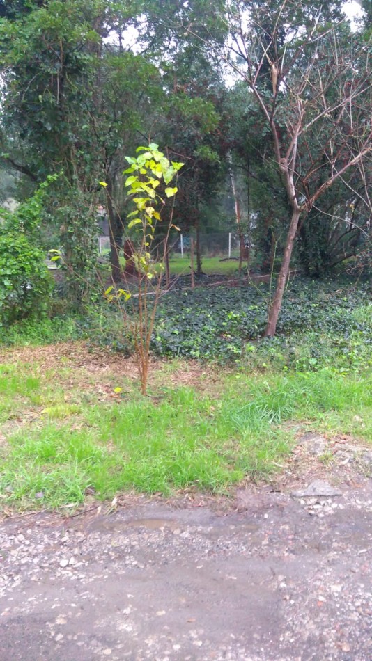 LOTE -BOSQUE PERALTA RAMOS