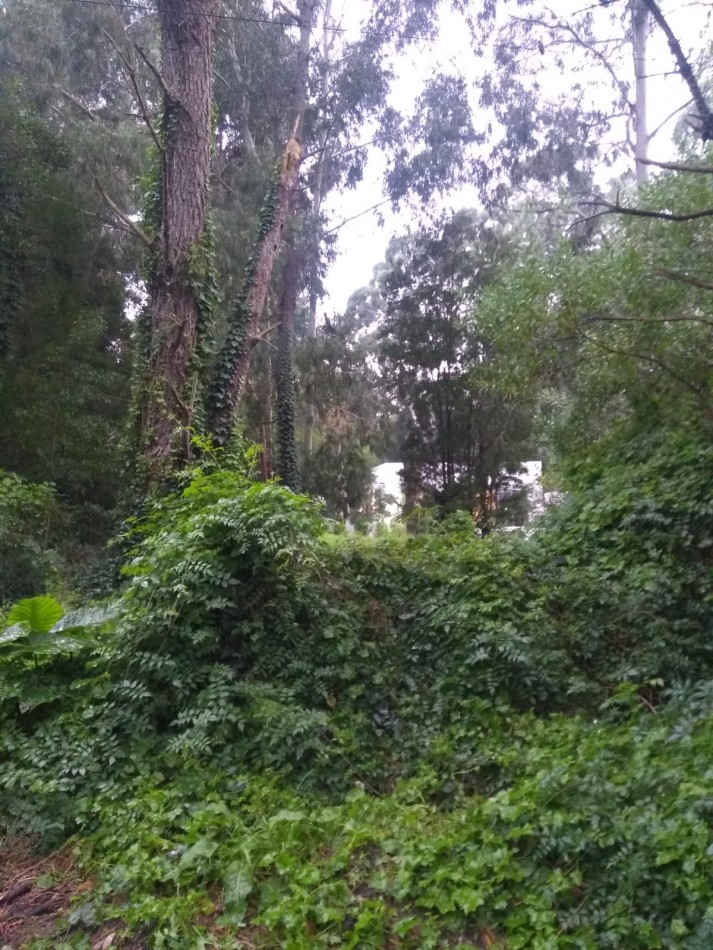 LOTE -BOSQUE PERALTA RAMOS