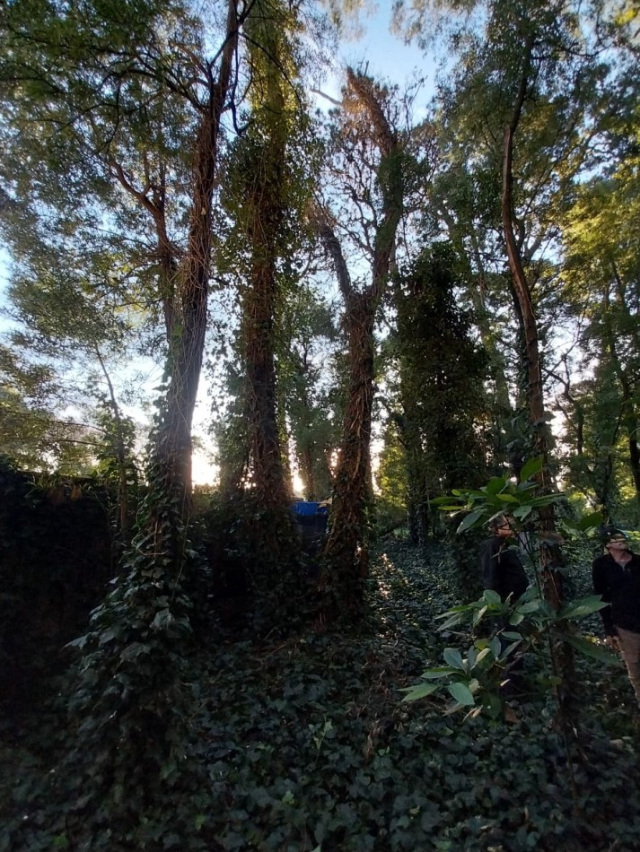 IMPORTANTE LOTE CERCADO y ARBOLADO DE 450M2-  Manzana 202 Lote 12 -BOSQUE PERALTA RAMOS 