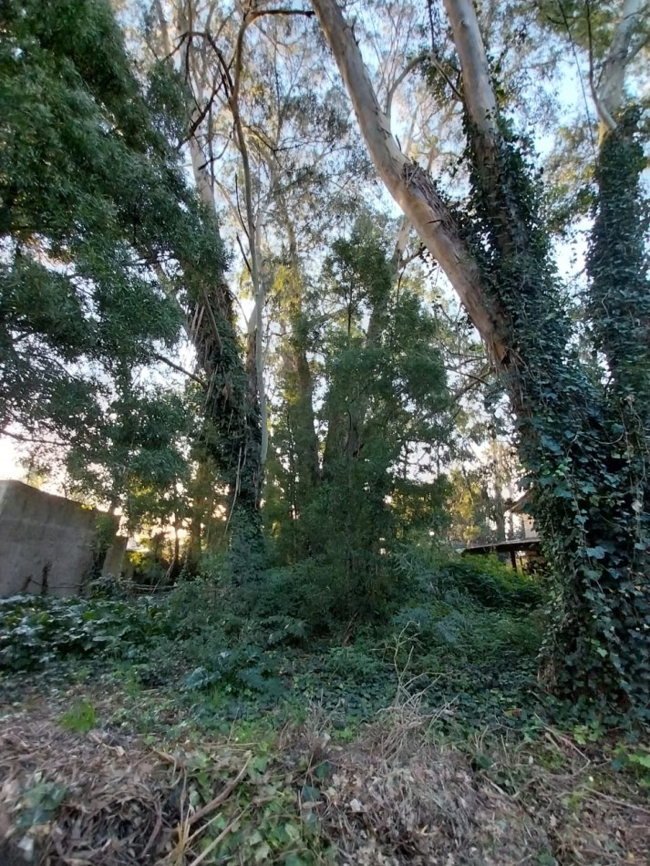 IMPORTANTE LOTE CERCADO y ARBOLADO DE 450M2-  Manzana 202 Lote 12 -BOSQUE PERALTA RAMOS 