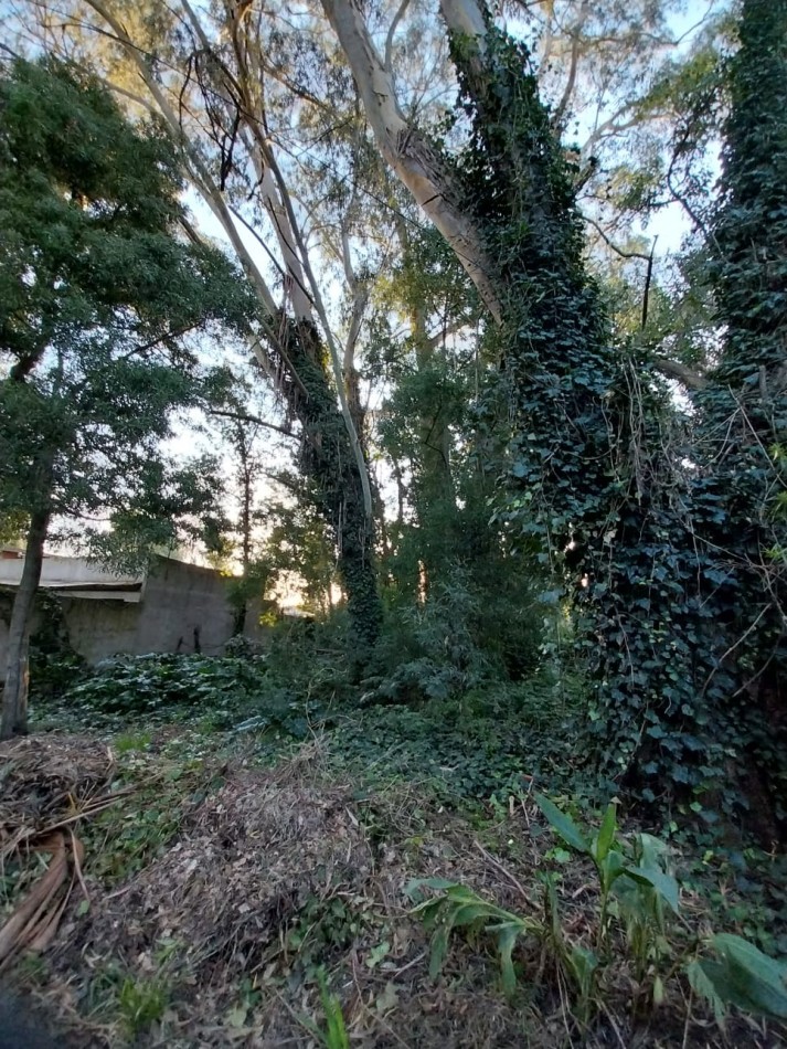 IMPORTANTE LOTE CERCADO y ARBOLADO DE 450M2-  Manzana 202 Lote 12 -BOSQUE PERALTA RAMOS 