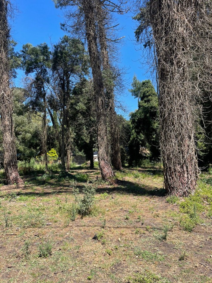 4 LOTES UNICOS  S/  ASFASLTO - DIAGONAL NORTE Y TUPAC AMARU   -BOSQUE PERALTA RAMOS -